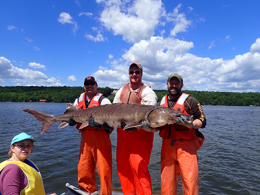 NYSDEC staff doing a scientific catch and release, courtesy NYSDEC, permit number 20340